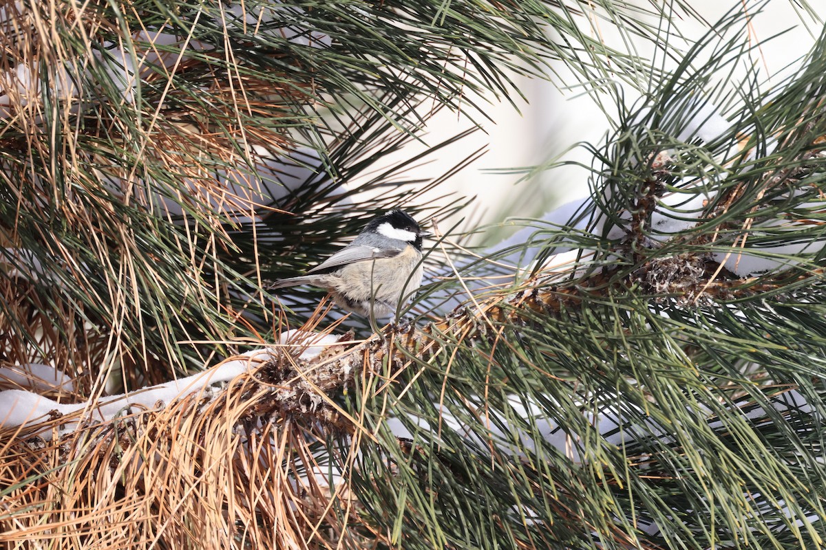 Coal Tit - ML612903546