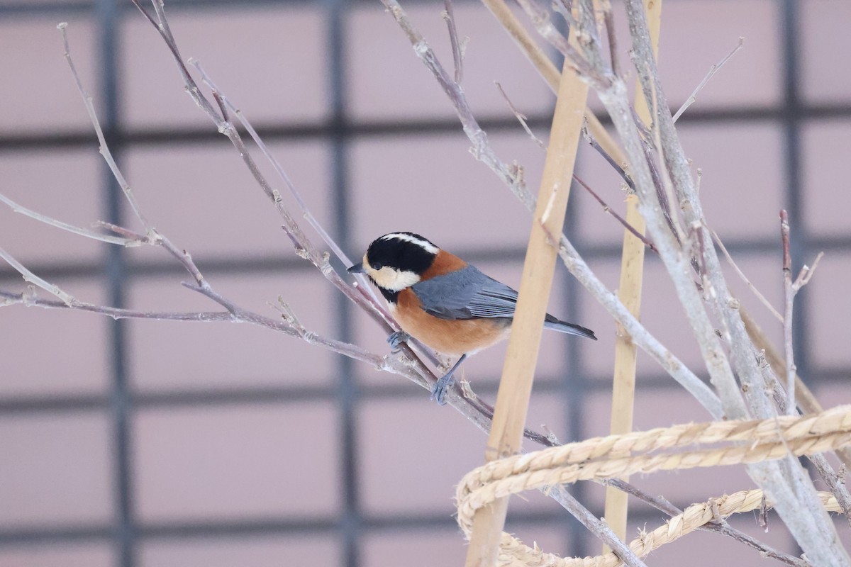 Varied Tit - ML612903564