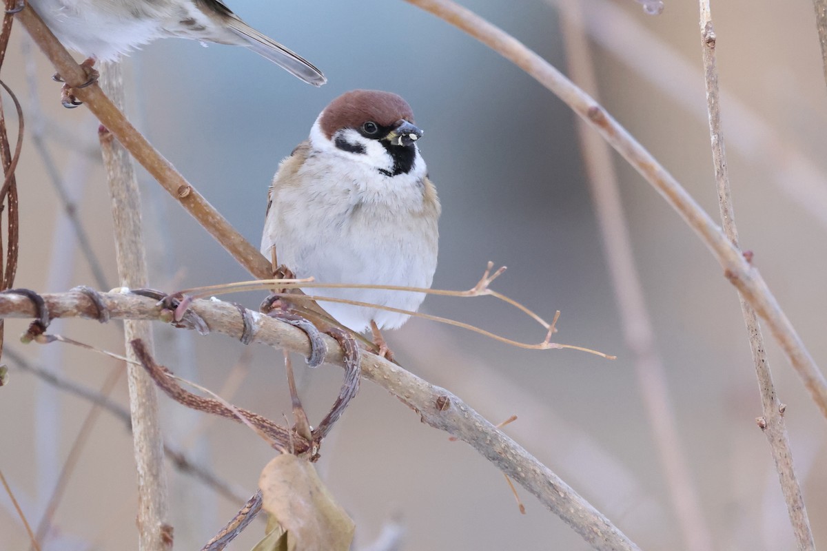 Eurasian Tree Sparrow - ML612903597