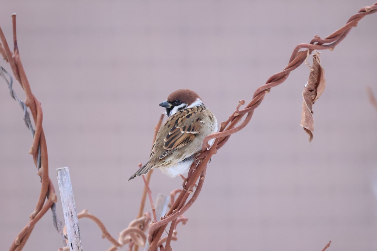Eurasian Tree Sparrow - ML612903601