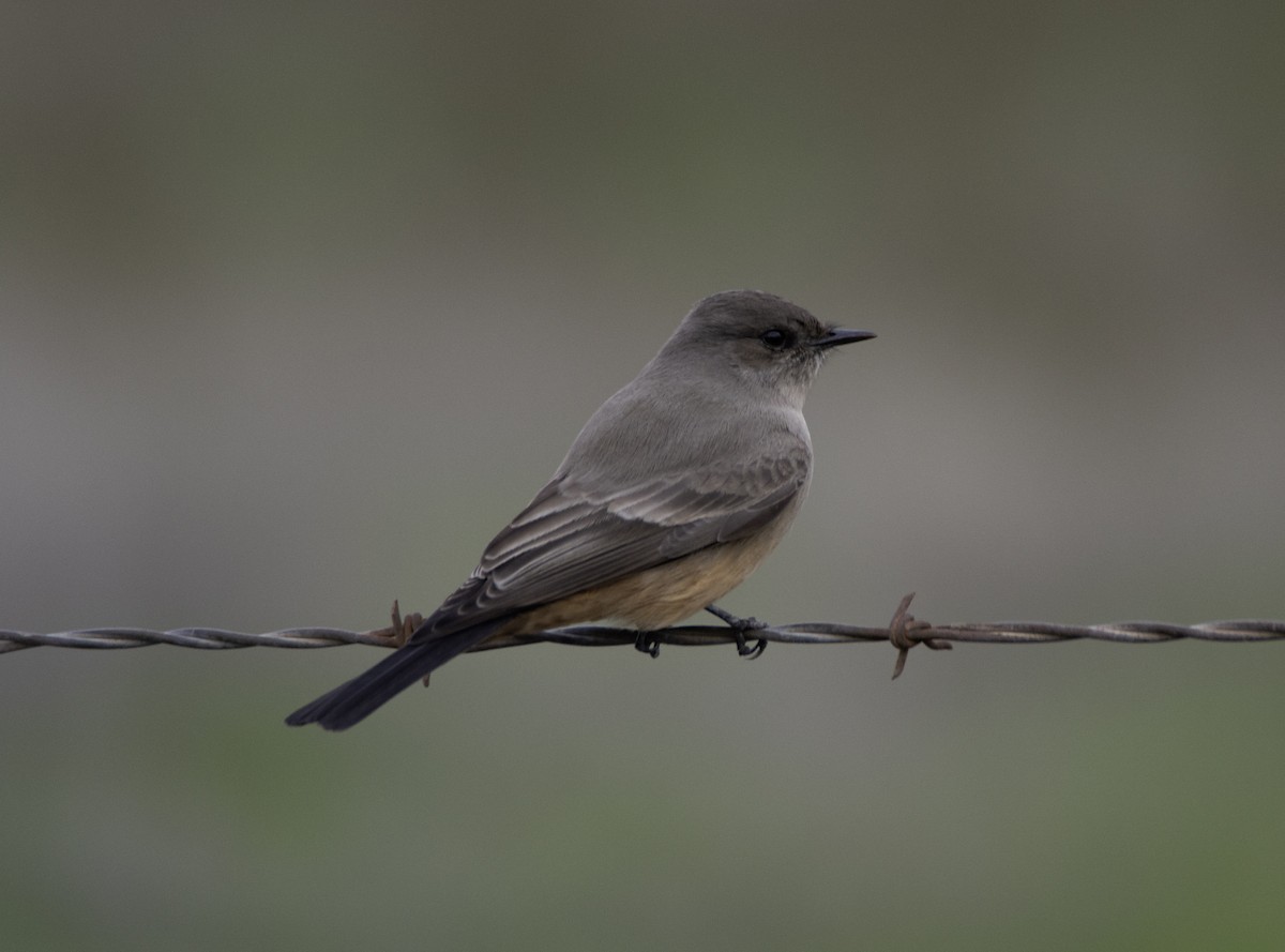 Say's Phoebe - ML612903620