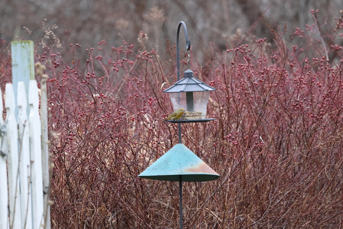 Hepatic Tanager - Seth Benz