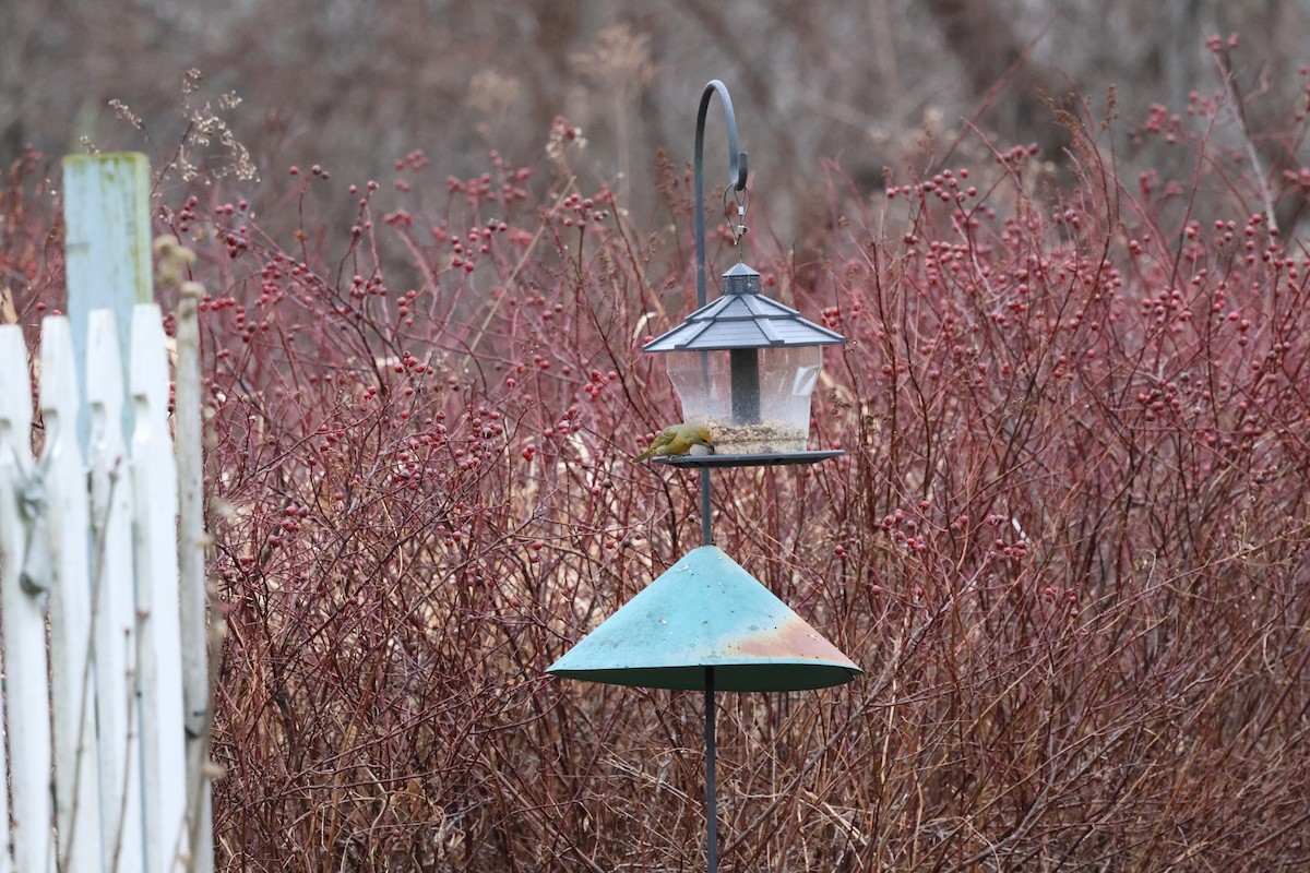 Hepatic Tanager - Seth Benz