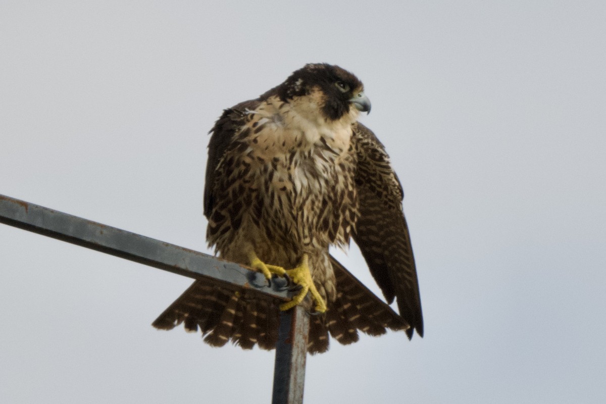 Peregrine Falcon - ML612903697