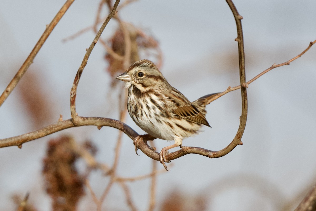 Song Sparrow - ML612903716