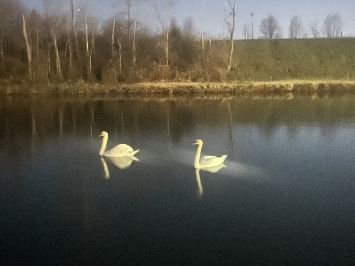 Mute Swan - ML612903819