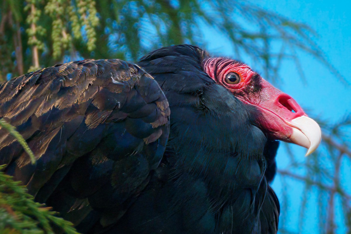 Turkey Vulture - ML612903855