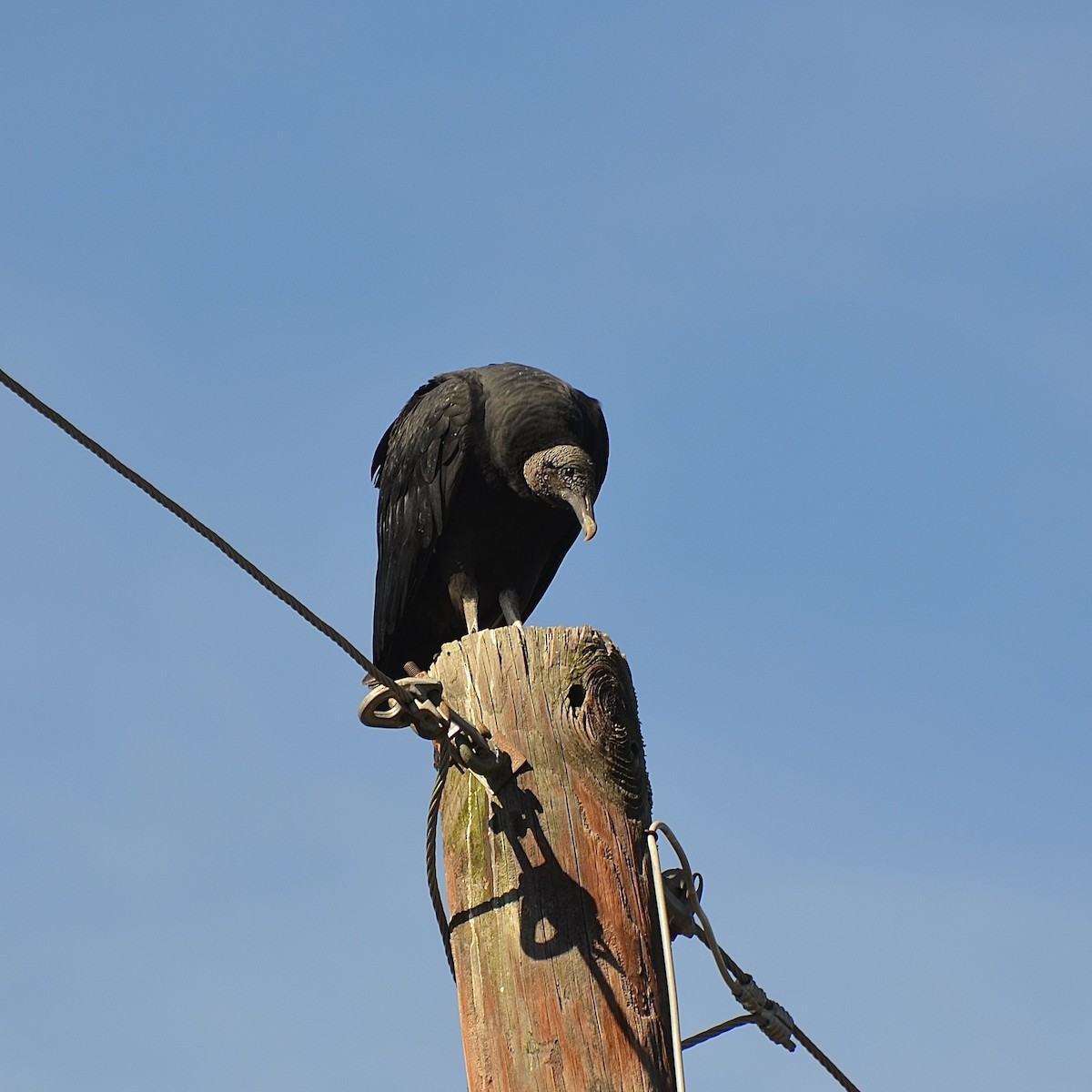 Black Vulture - ML612903859