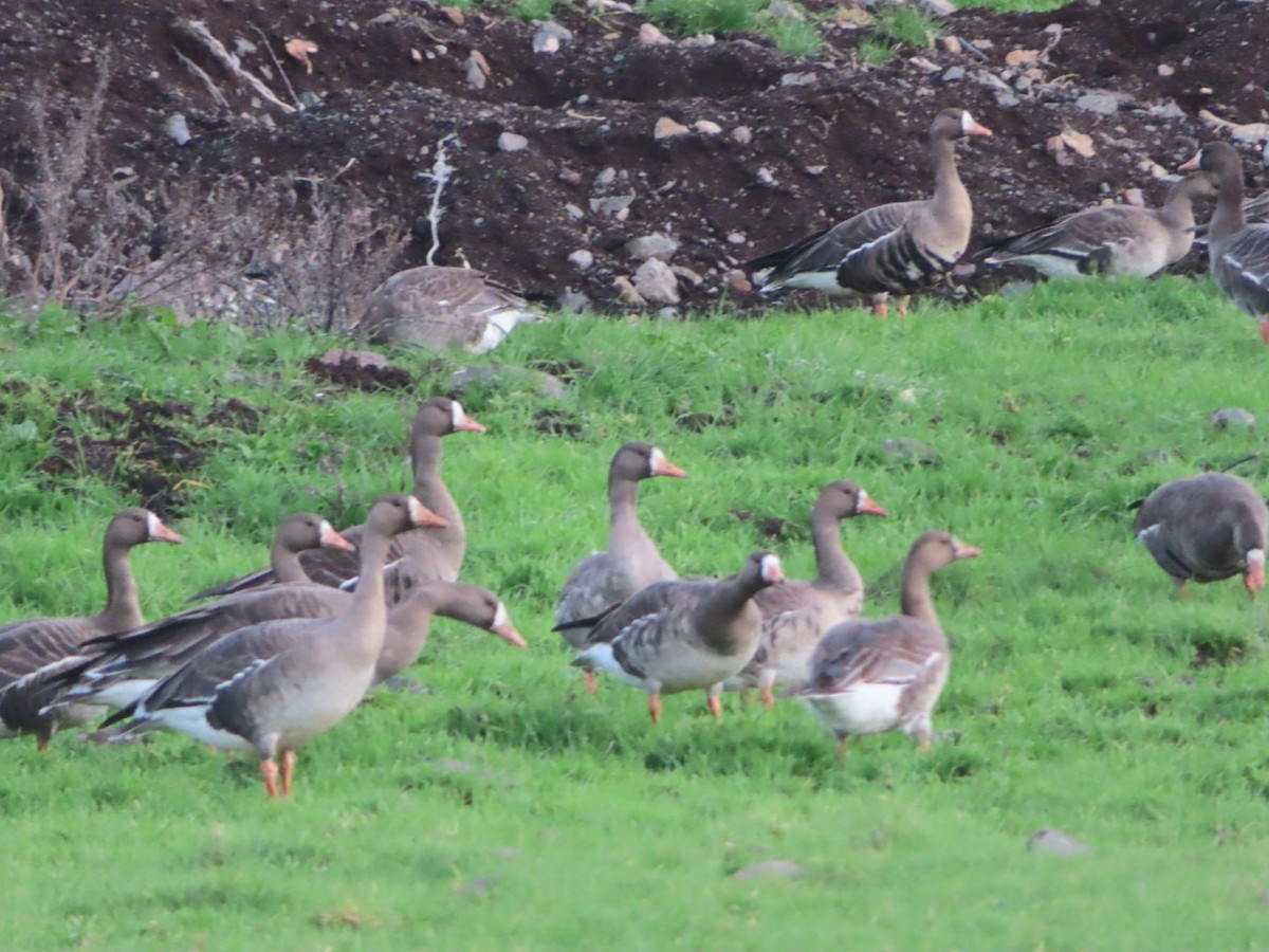 Greater White-fronted Goose - ML612903865