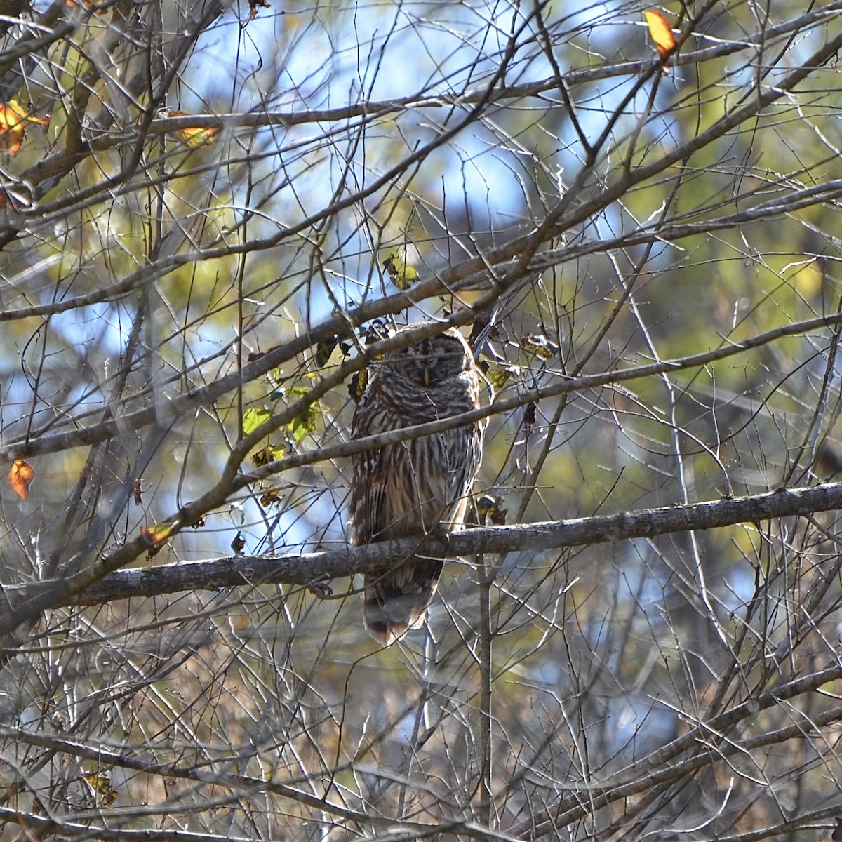 Barred Owl - ML612903867