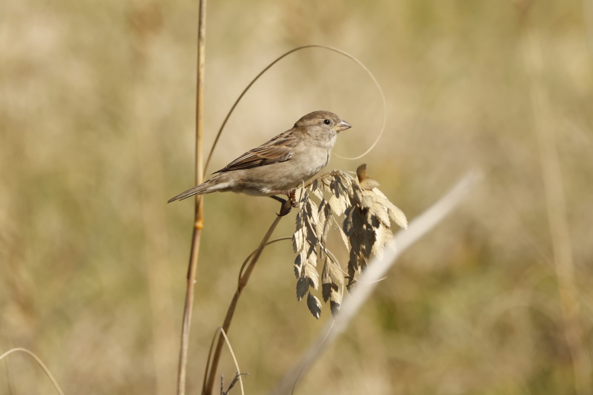 House Sparrow - ML612903910