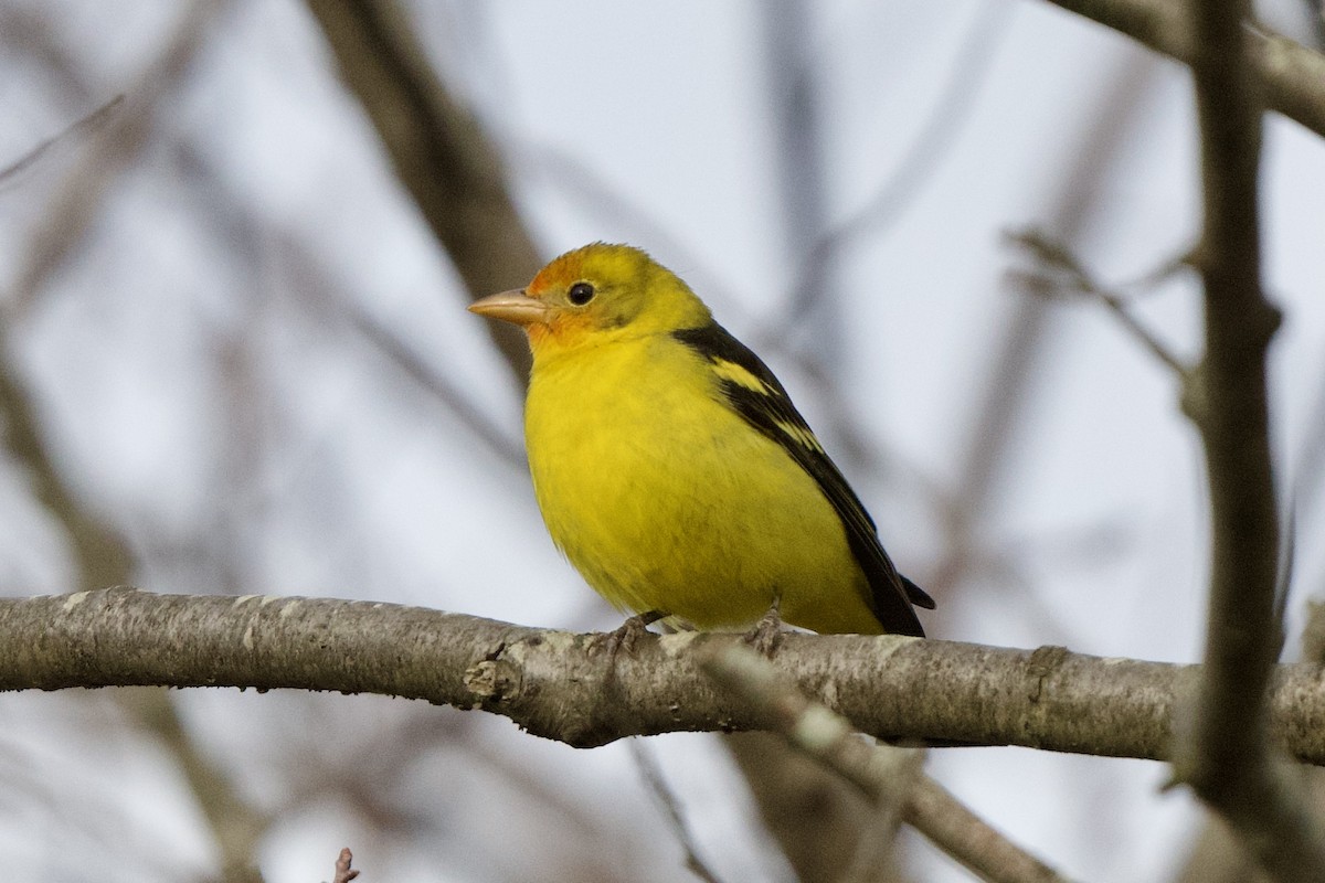 Western Tanager - Tim Dunn