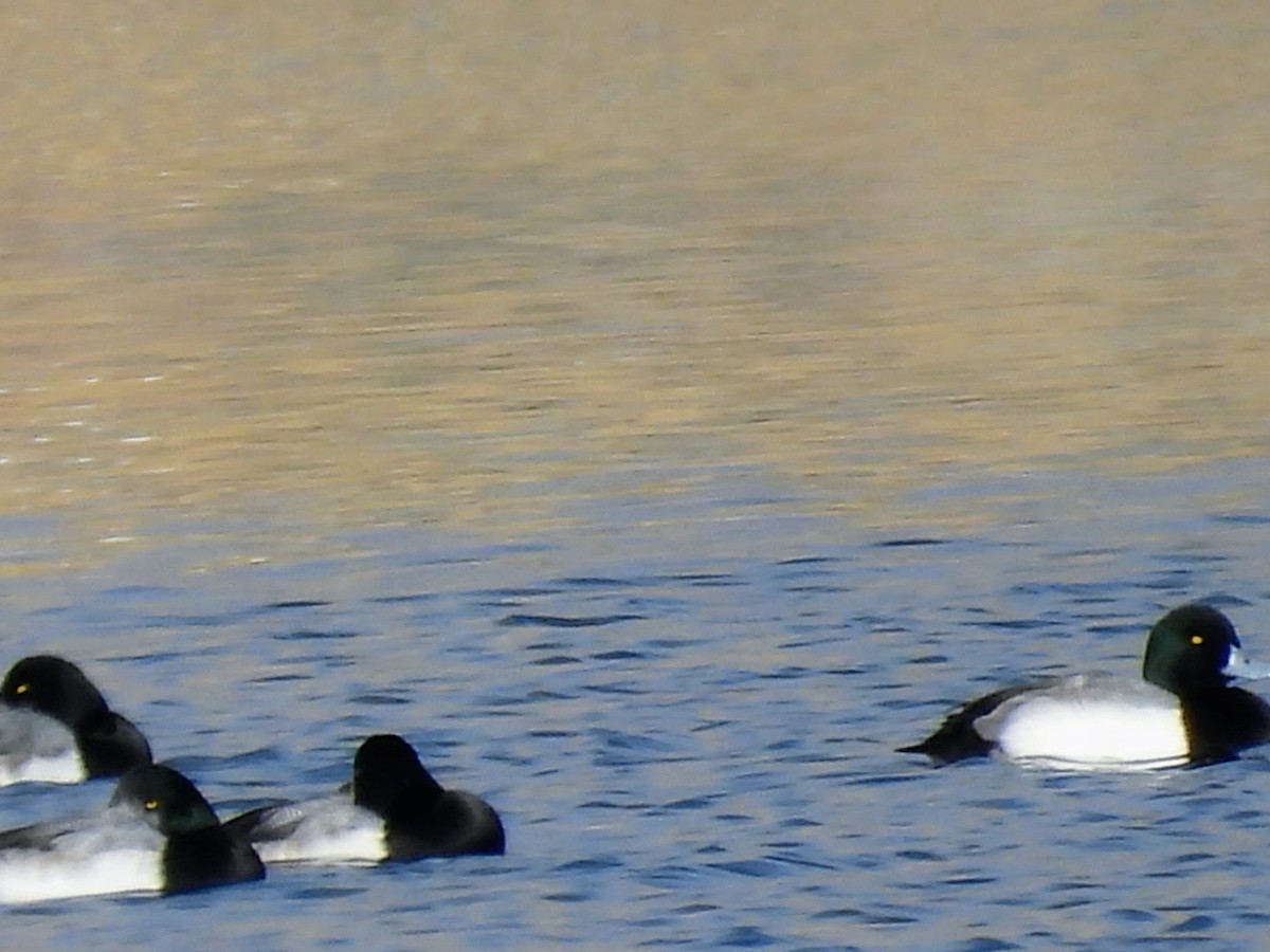 Greater Scaup - ML612904036