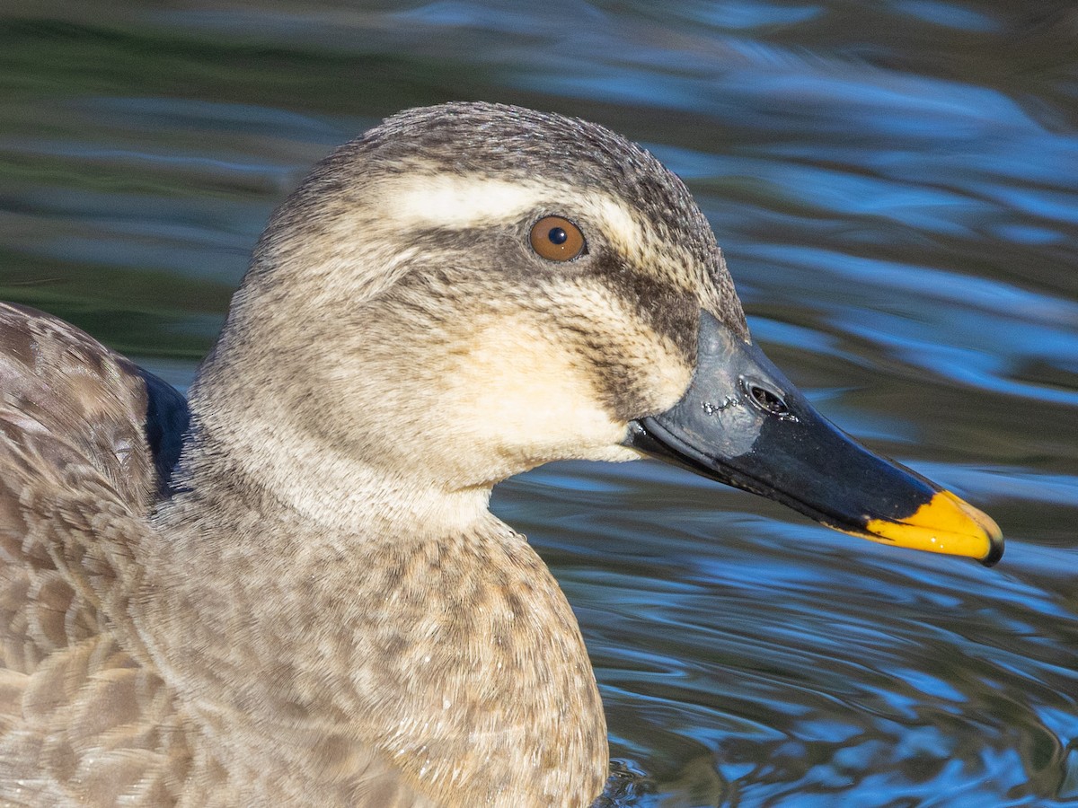 Eastern Spot-billed Duck - Angus Wilson