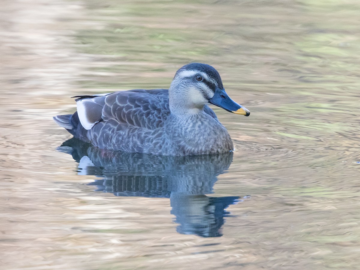 Eastern Spot-billed Duck - Angus Wilson