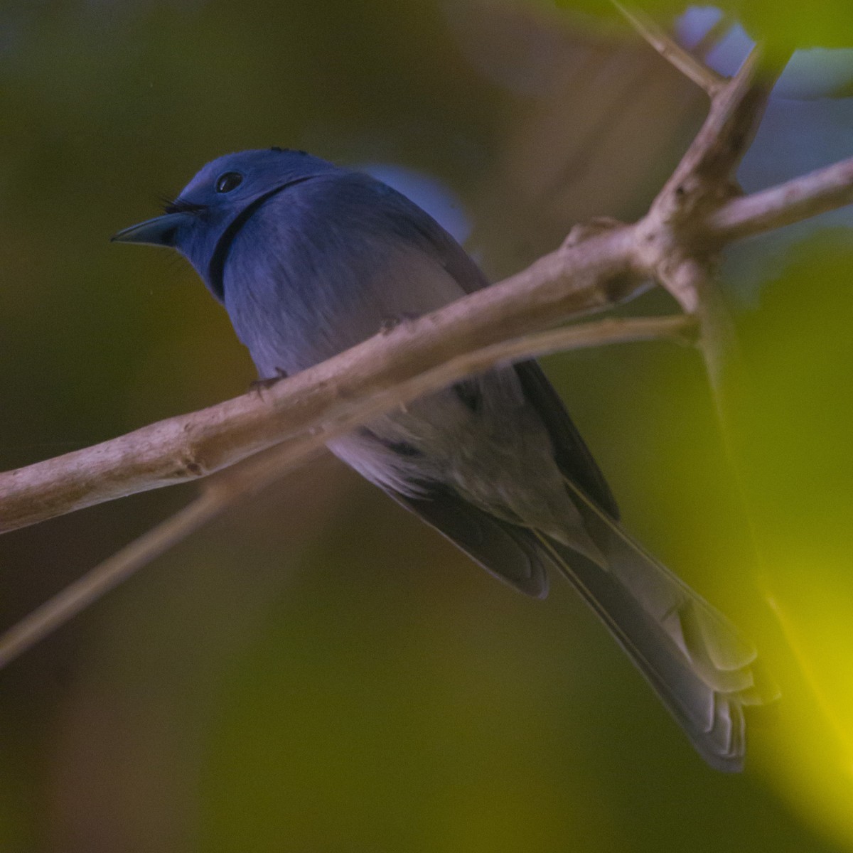 Black-naped Monarch - ML612904111