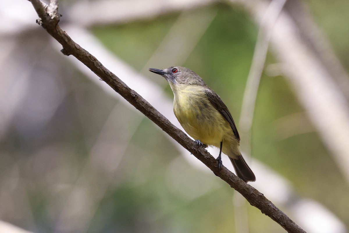 Fairy Gerygone - ML612904211