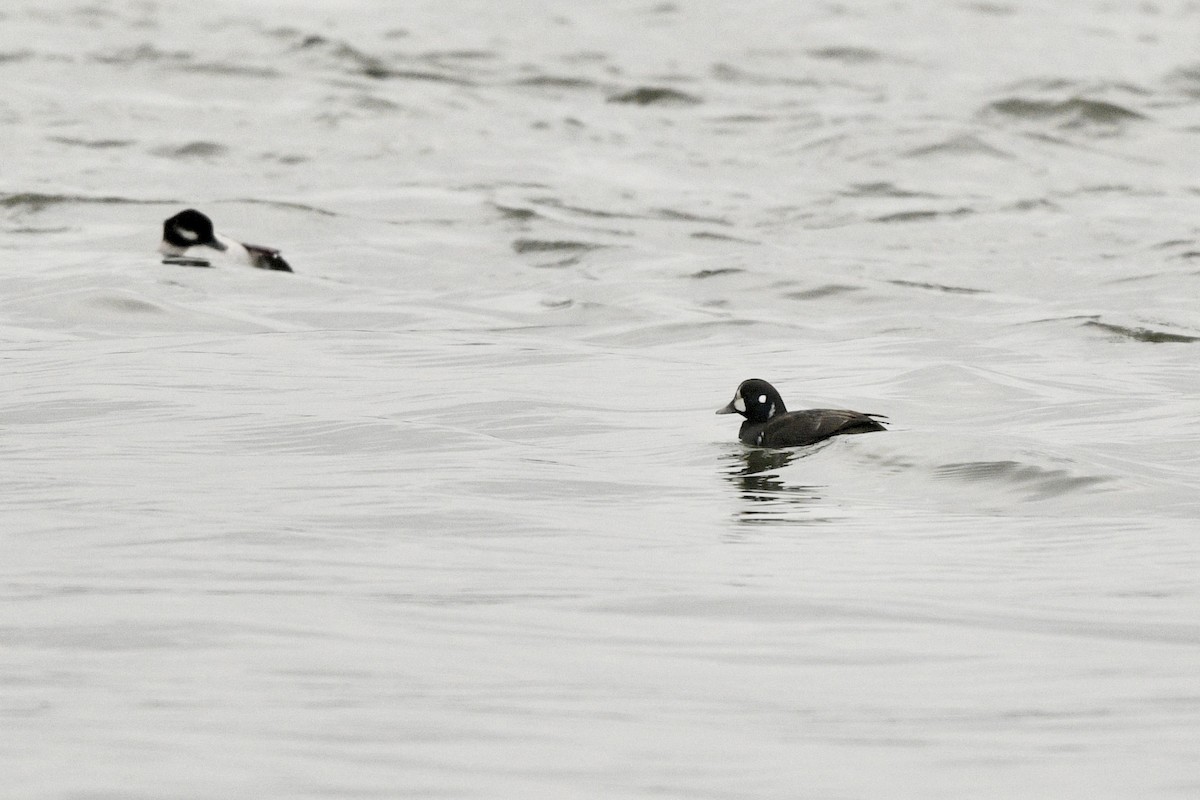 Harlequin Duck - Jim Pawlicki