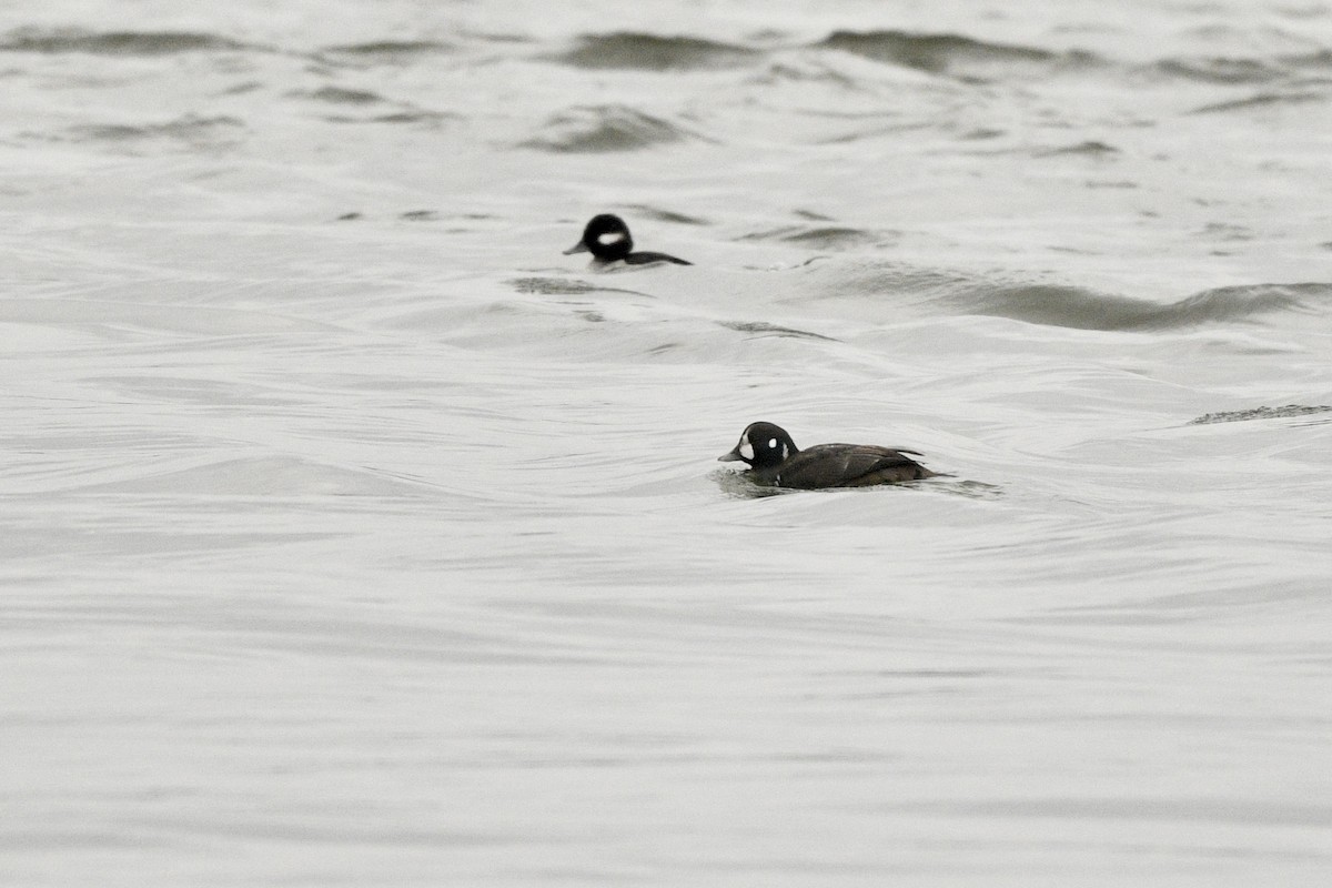 Harlequin Duck - ML612904233