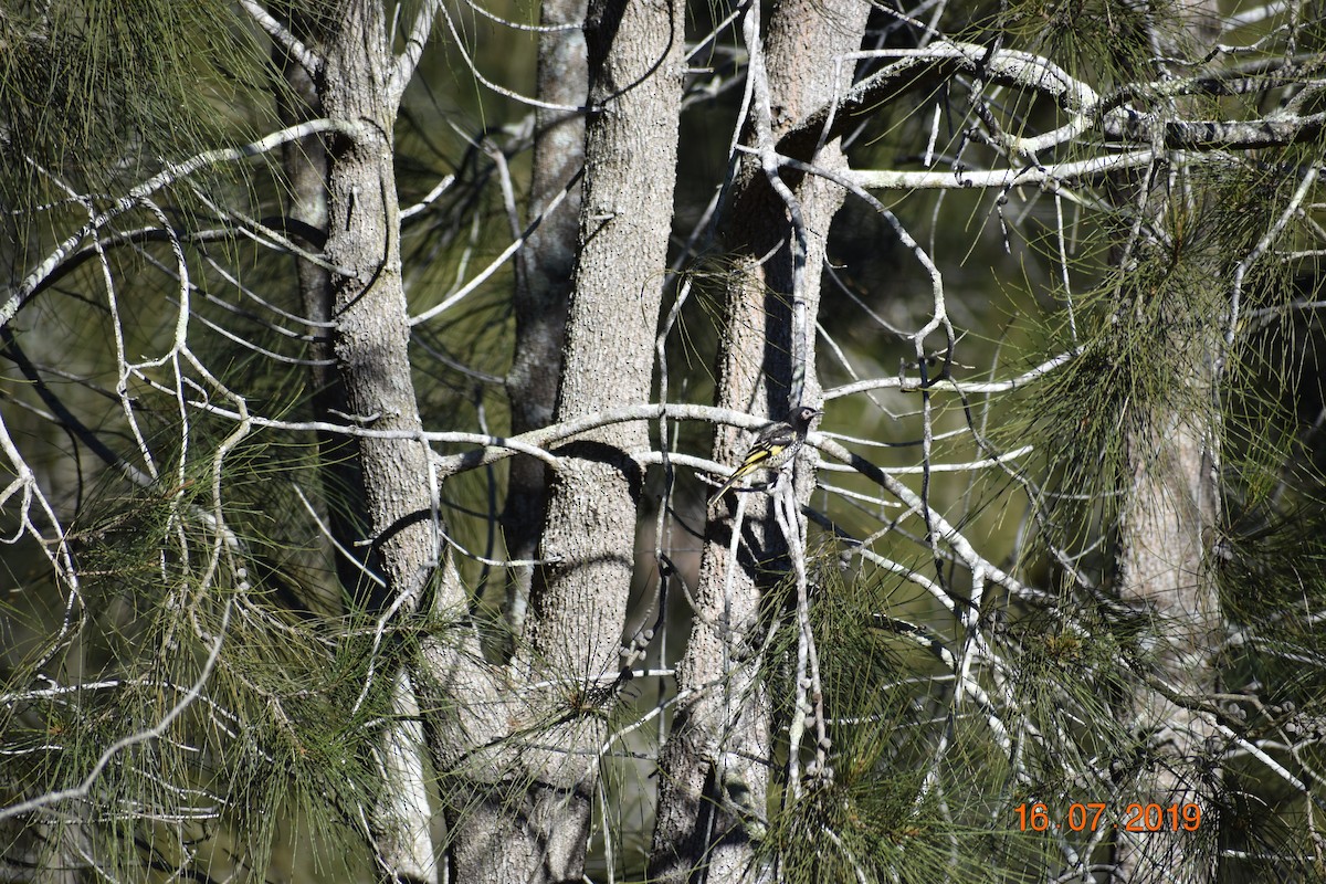 Regent Honeyeater - ML612904255