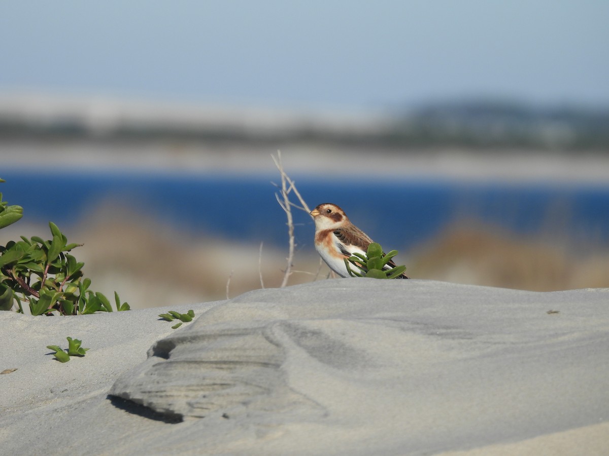 Snow Bunting - ML612904280