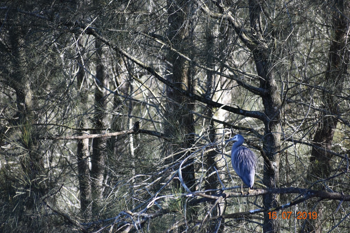 White-faced Heron - ML612904293