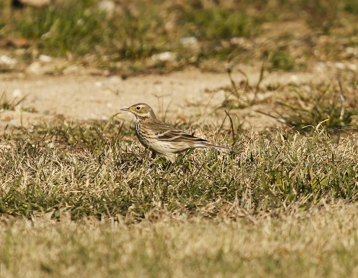 American Pipit - Steve Glover