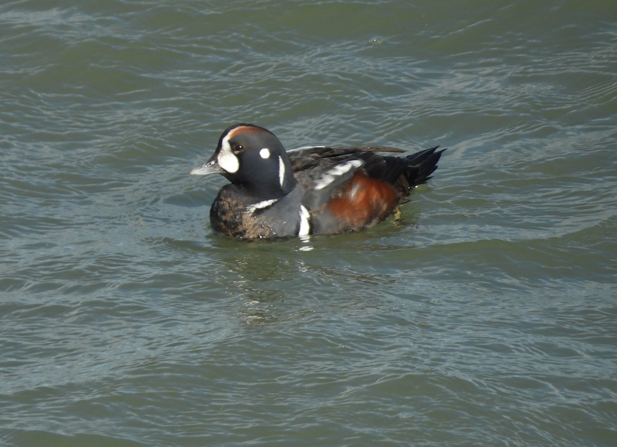 Harlequin Duck - ML612904380