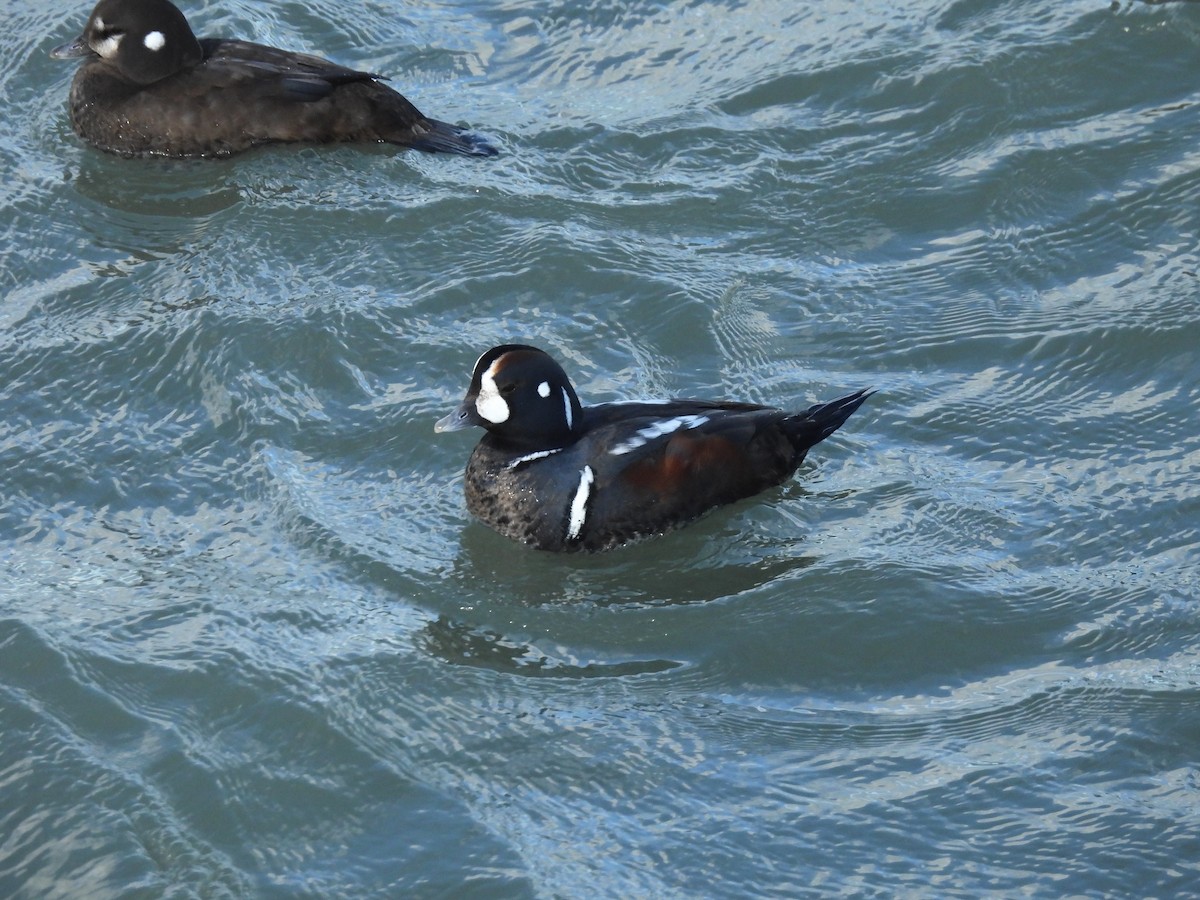 Harlequin Duck - ML612904381