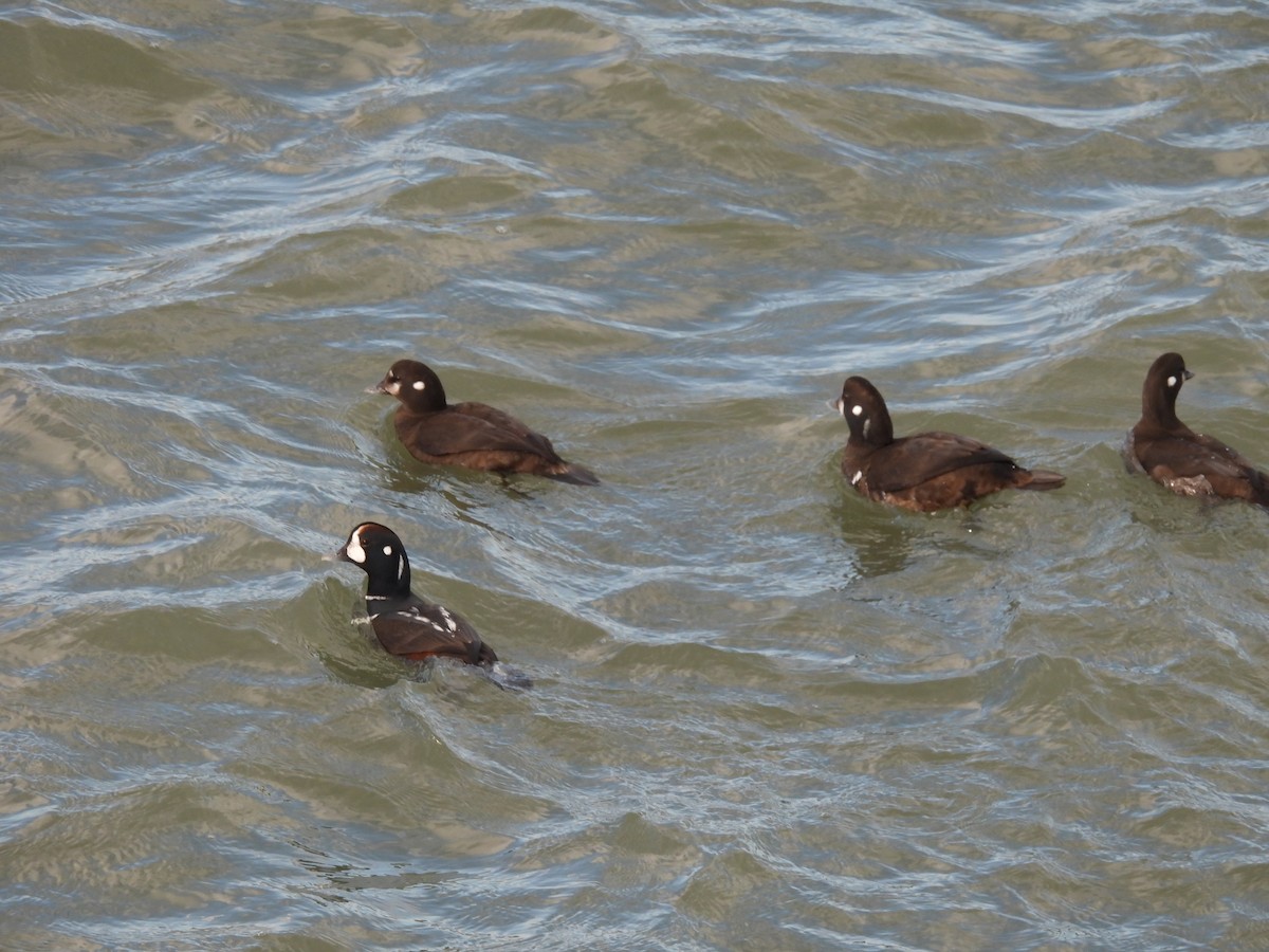 Harlequin Duck - ML612904382