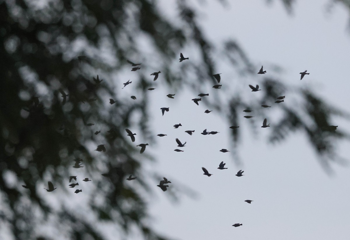 Red-winged Blackbird - ML612904487