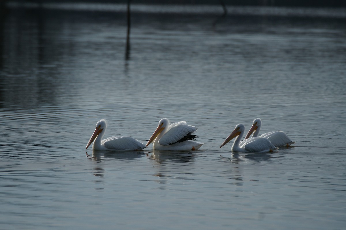 American White Pelican - ML612904488