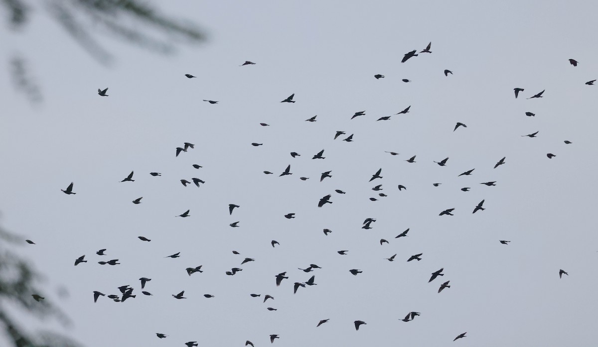 Red-winged Blackbird - ML612904489