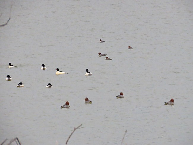 Common Merganser (North American) - ML612904493