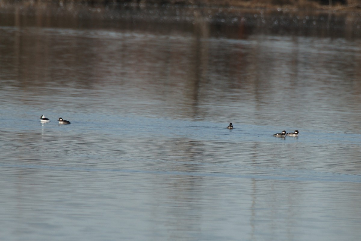 Bufflehead - ML612904509