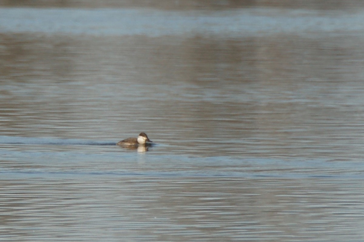 Ruddy Duck - ML612904524