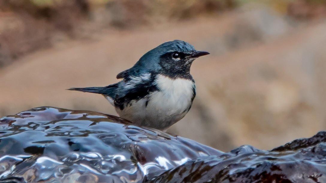 Black-throated Blue Warbler - Donald Sutherland