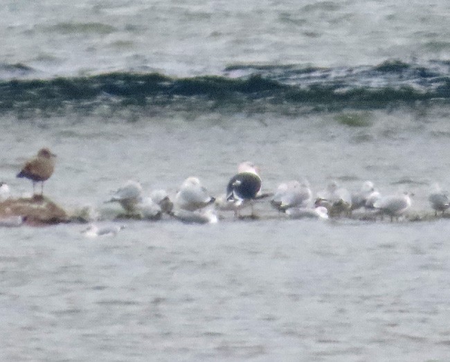 Great Black-backed Gull - Nancy Anderson