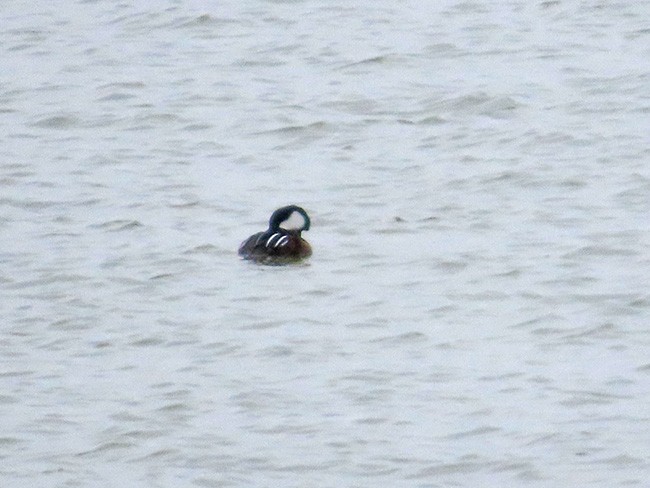 Hooded Merganser - ML612904565