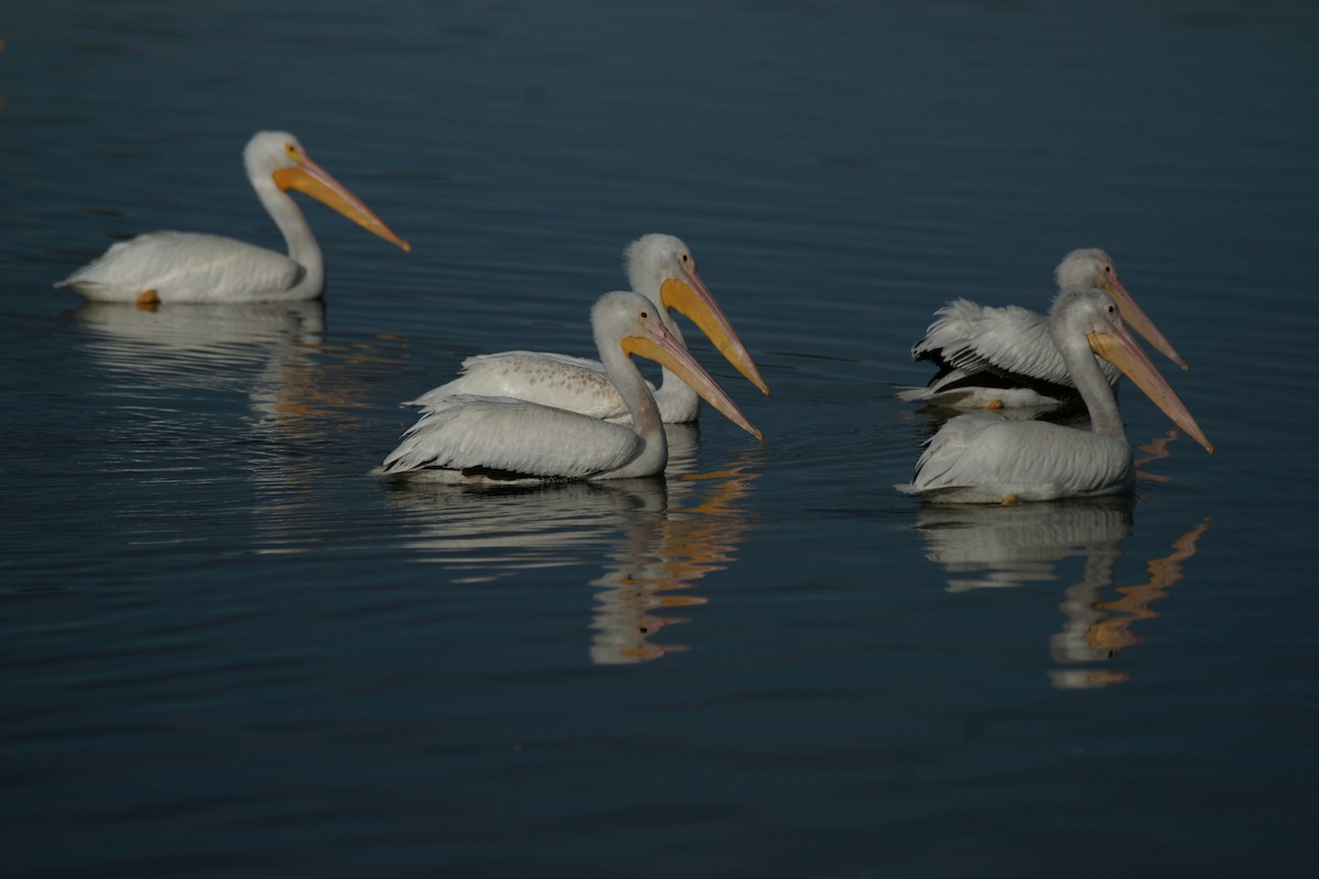 American White Pelican - ML612904599