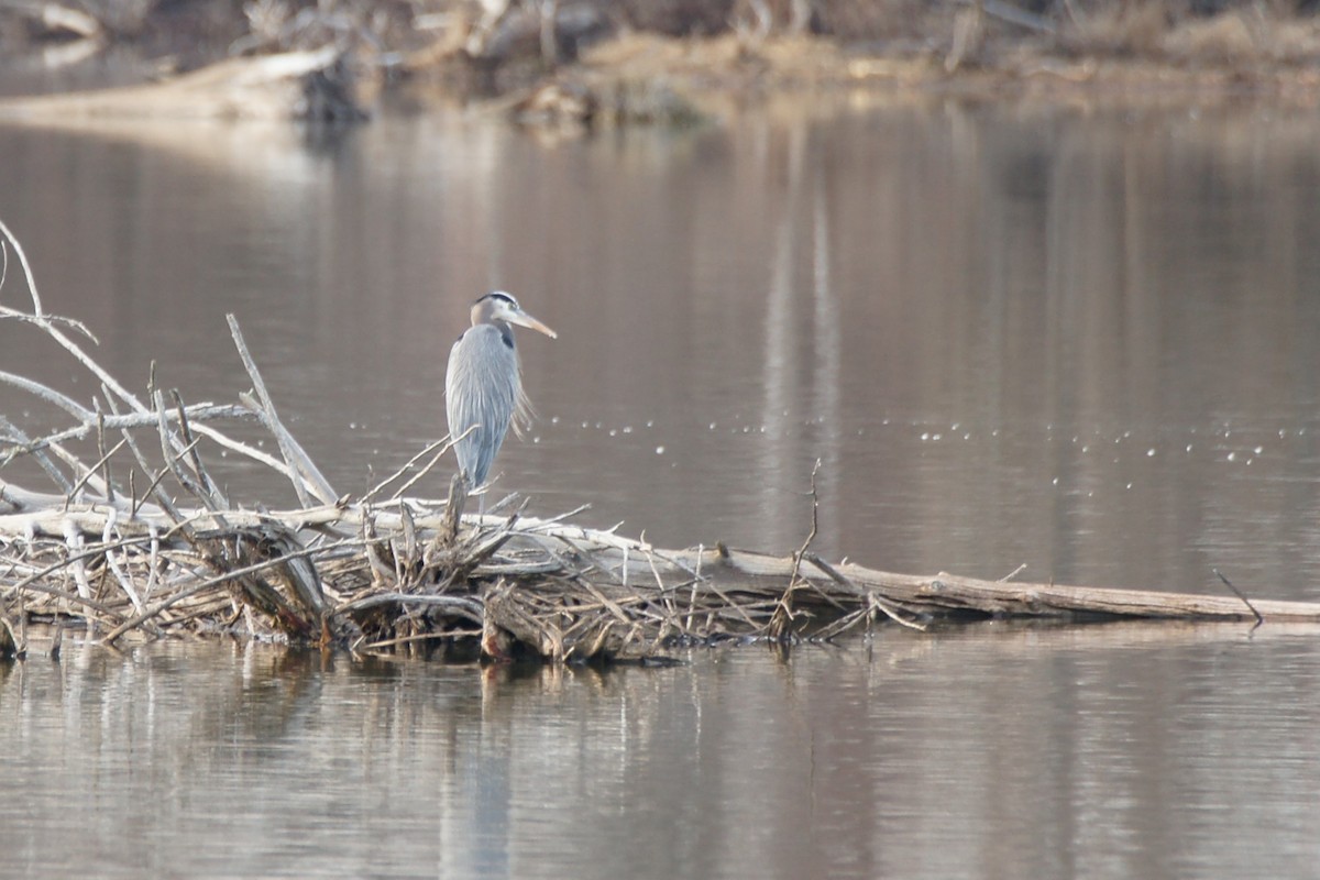 Great Blue Heron - ML612904606