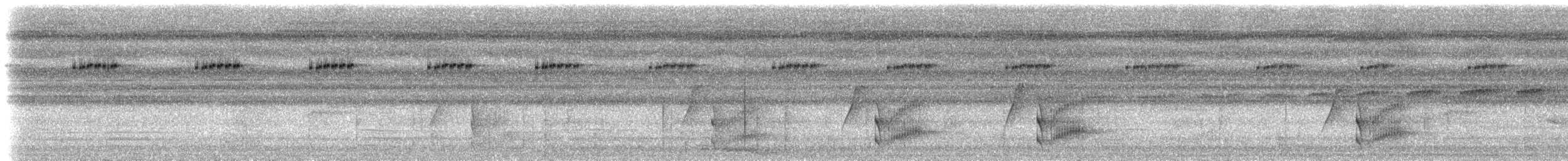 blåkronemanakin (coronata gr.) - ML612904728
