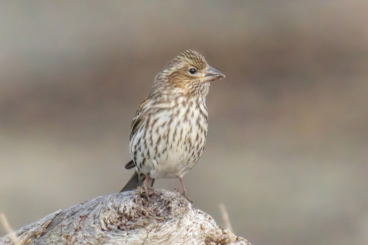 Cassin's Finch - ML612904818