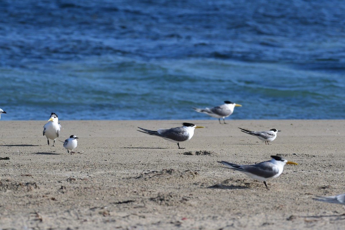 Common Tern - ML612904825