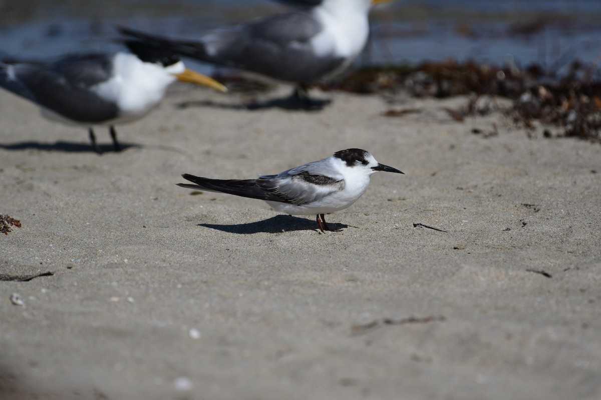 Common Tern - ML612904826
