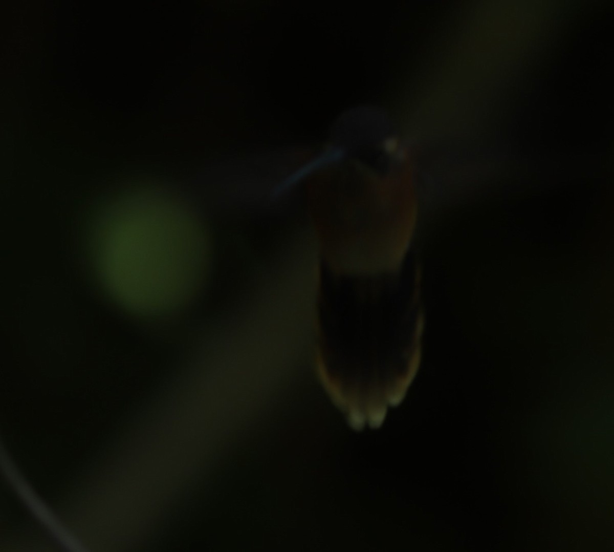Пестрогорлый колибри-отшельник - ML612904865