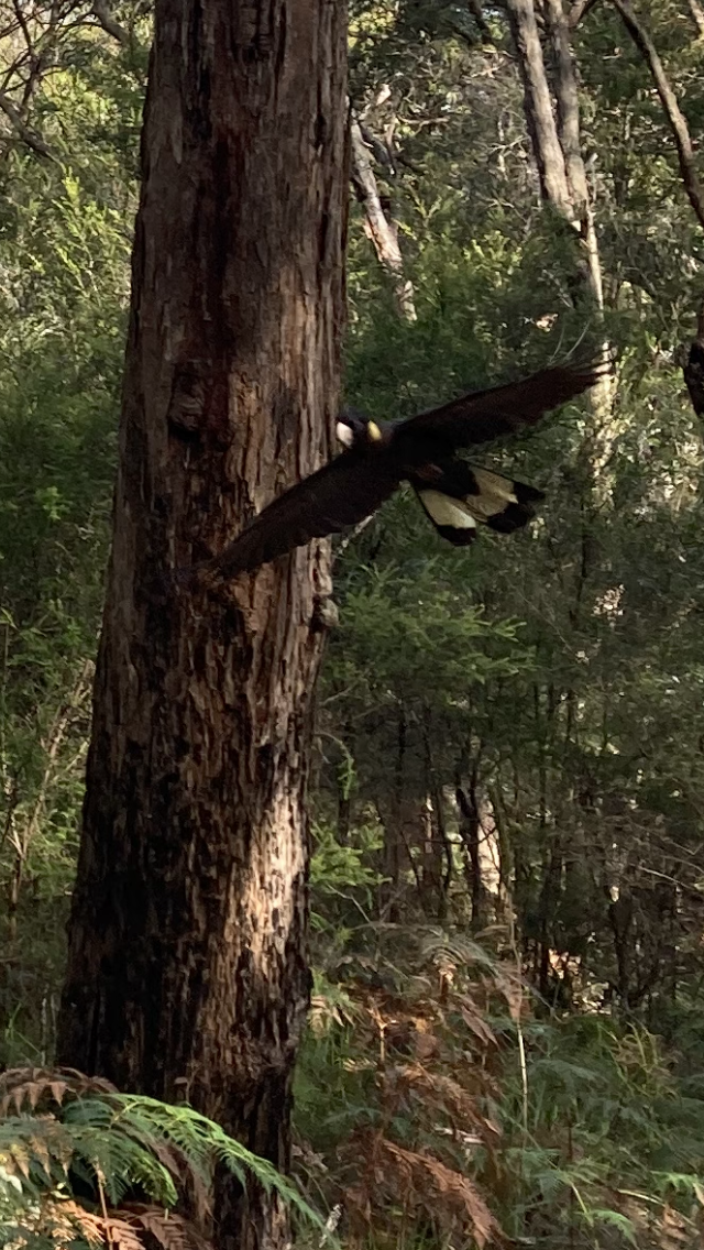 Yellow-tailed Black-Cockatoo - ML612904915