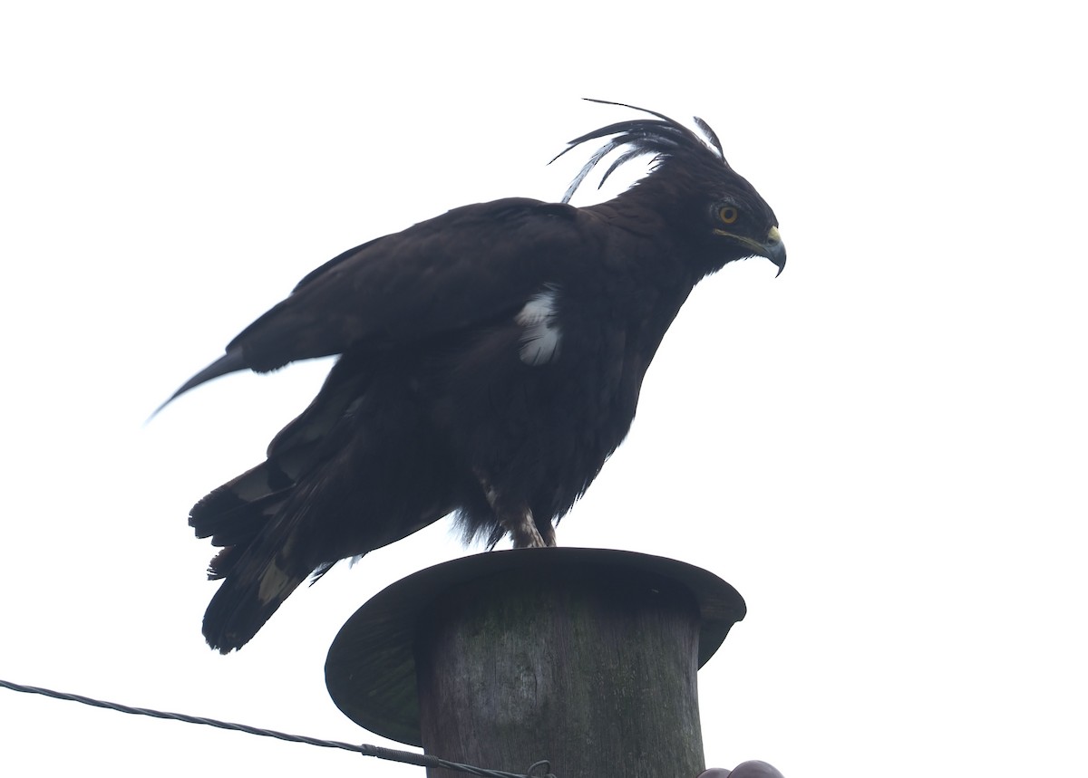 Long-crested Eagle - ML612904948