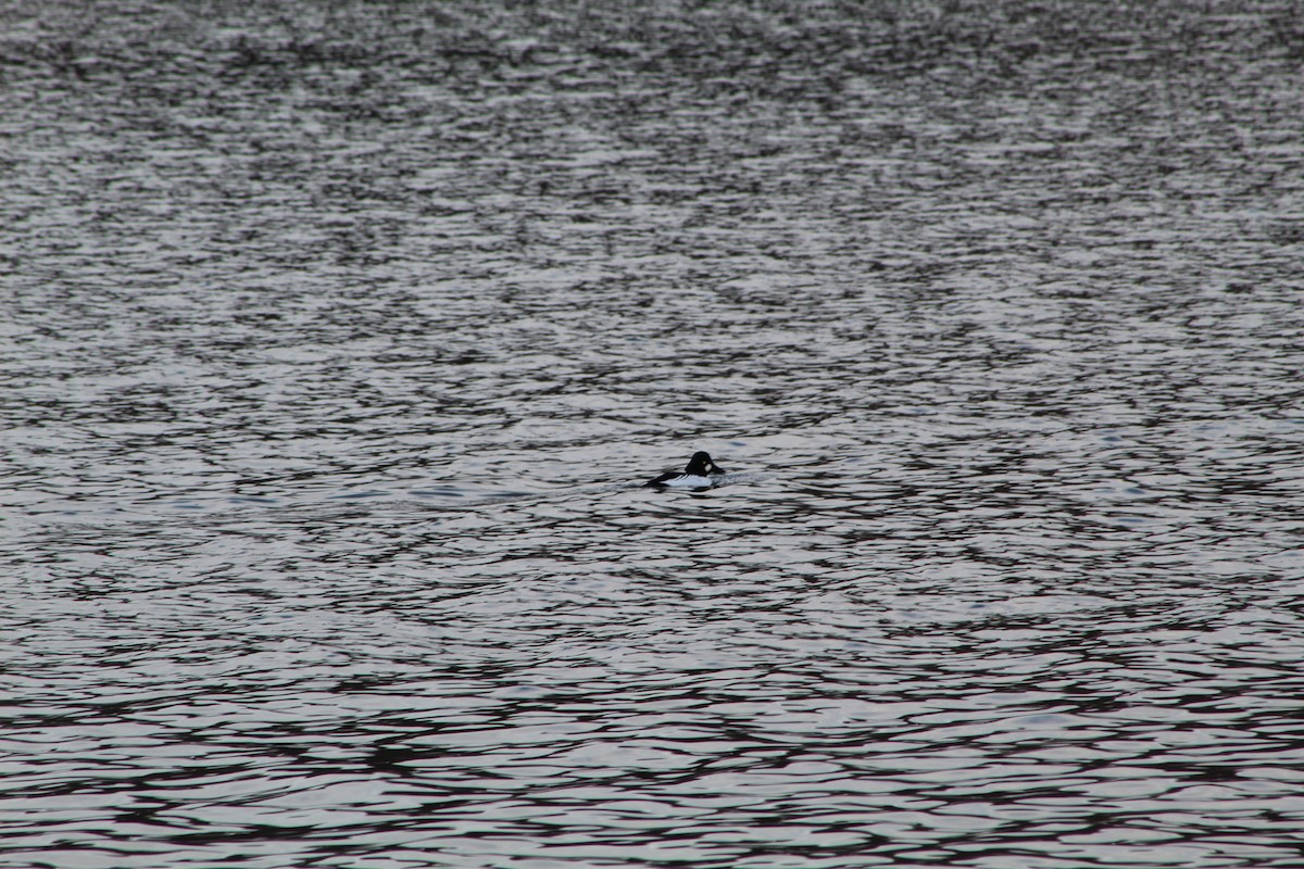 Common Goldeneye - ML612904950