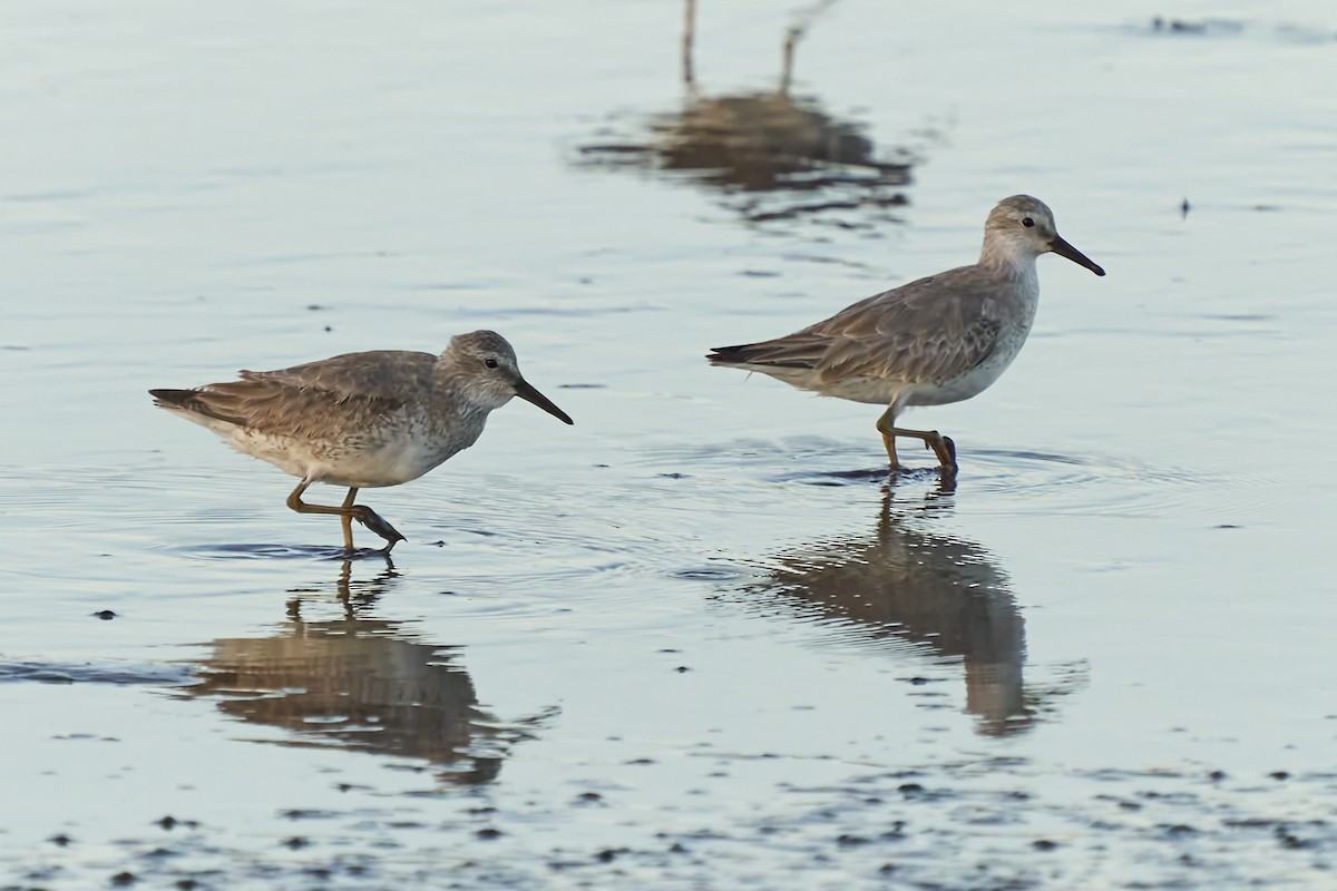 Red Knot - ML612904957